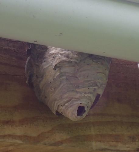 Dolichovespula media